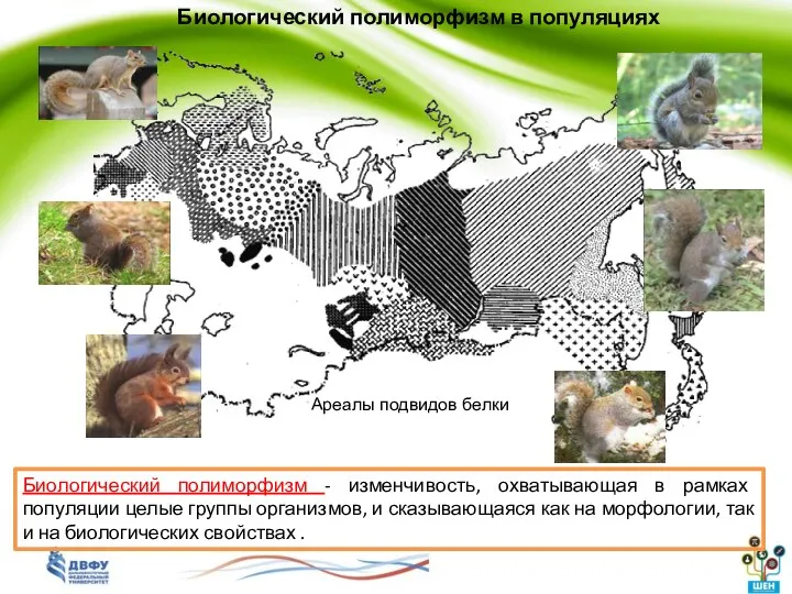 Ареалы подвидов белки Биологический полиморфизм в популяциях Биологический полиморфизм - изменчивость,