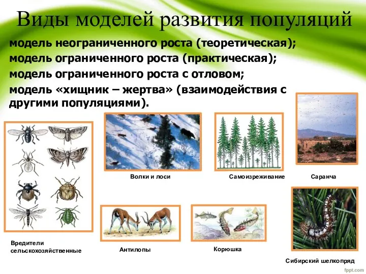 Виды моделей развития популяций модель неограниченного роста (теоретическая); модель ограниченного роста