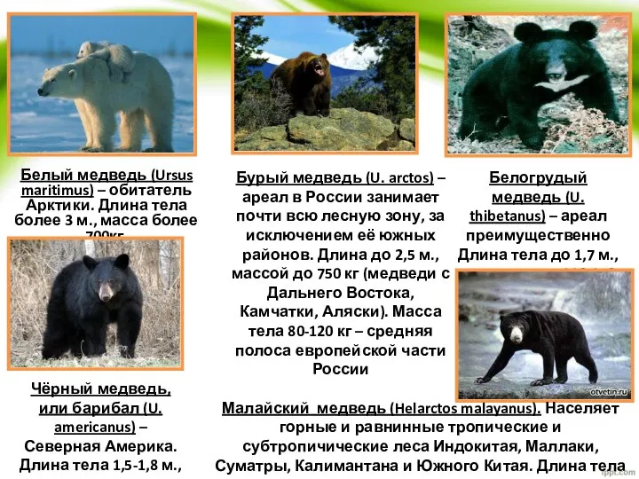 Белый медведь (Ursus maritimus) – обитатель Арктики. Длина тела более 3