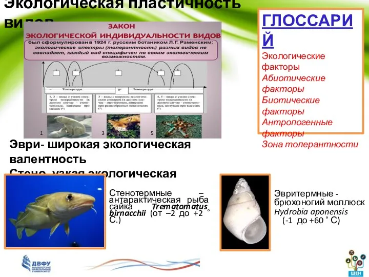 Стенотермные – антарактическая рыба сайка Trematomatus birnacchii (от –2 до +2