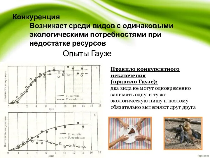 Конкуренция Возникает среди видов с одинаковыми экологическими потребностями при недостатке ресурсов