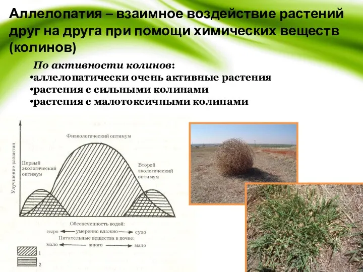 Аллелопатия – взаимное воздействие растений друг на друга при помощи химических