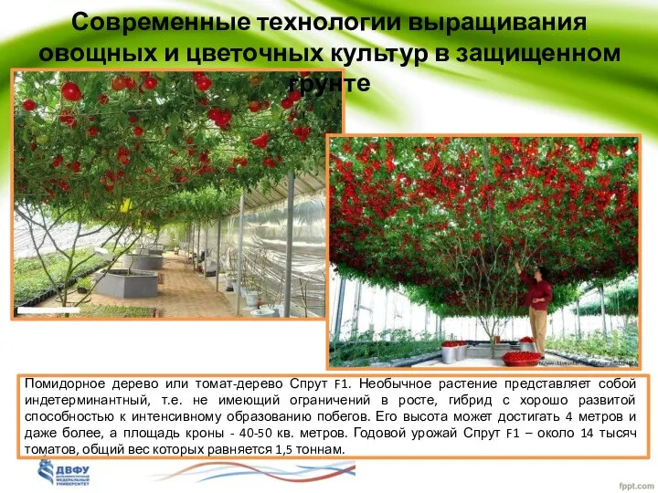 Современные технологии выращивания овощных и цветочных культур в защищенном грунте Помидорное