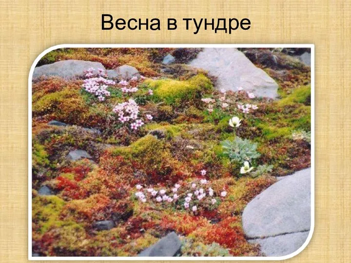 Весна в тундре