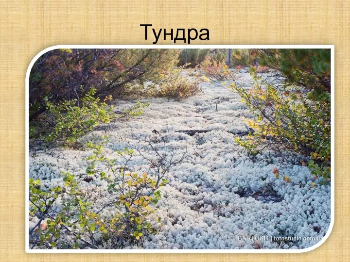 Тундра