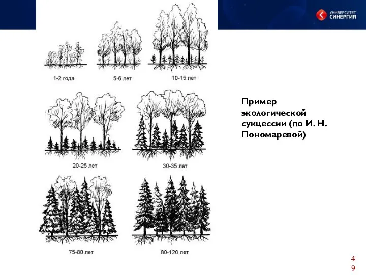 Пример экологической сукцессии (по И. Н. Пономаревой)