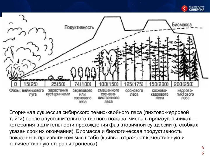 Вторичная сукцессия сибирского темно-хвойного леса (пихтово-кедровой тайги) после опустошительного лесного пожара: