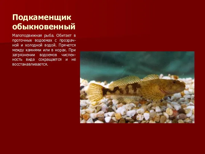 Подкаменщик обыкновенный Малоподвижная рыба. Обитает в проточных водоемах с прозрач-ной и