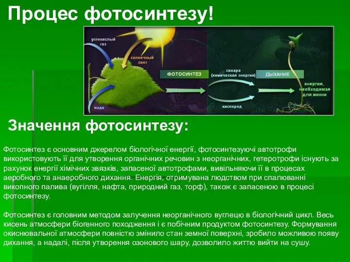 Процес фотосинтезу! Значення фотосинтезу: Фотосинтез є основним джерелом біологічної енергії, фотосинтезуючі