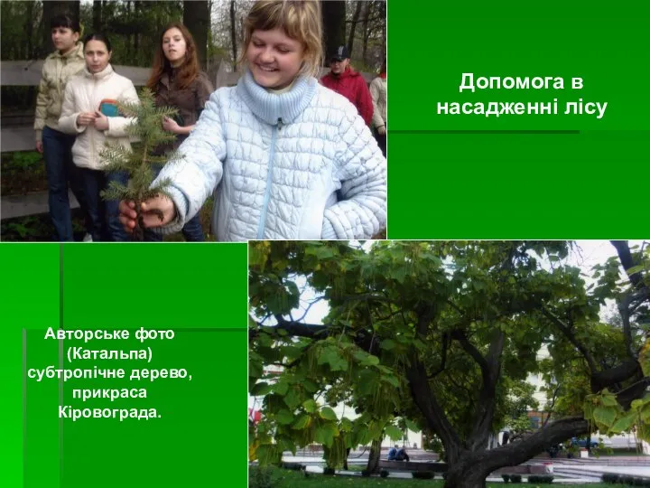 Допомога в насадженні лісу Авторське фото (Катальпа) субтропічне дерево, прикраса Кіровограда.