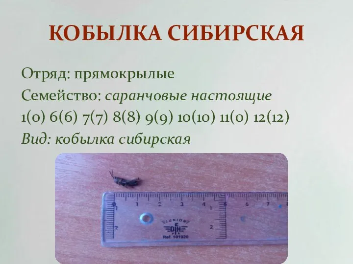 КОБЫЛКА СИБИРСКАЯ Отряд: прямокрылые Семейство: саранчовые настоящие 1(0) 6(6) 7(7) 8(8)