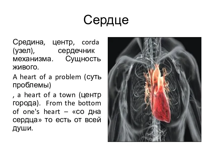 Сердце Средина, центр, corda (узел), сердечник механизма. Сущность живого. A heart