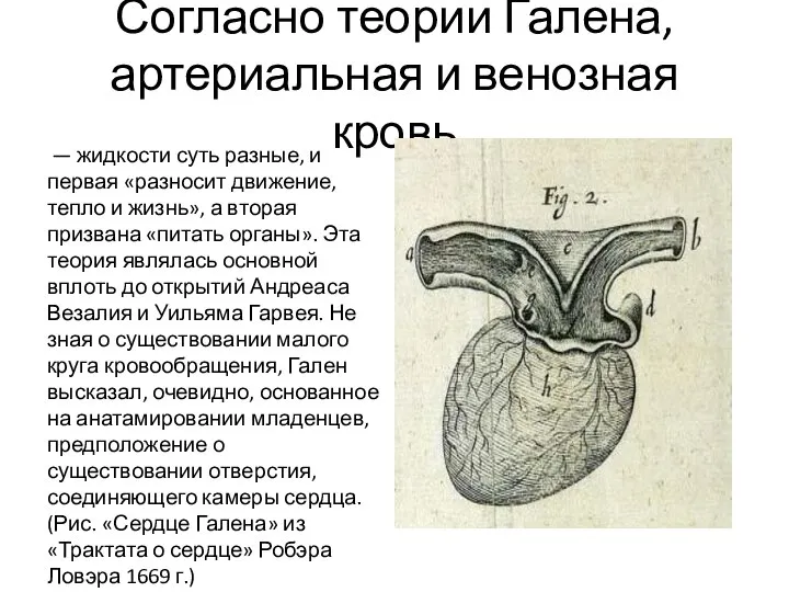 Согласно теории Галена, артериальная и венозная кровь — жидкости суть разные,