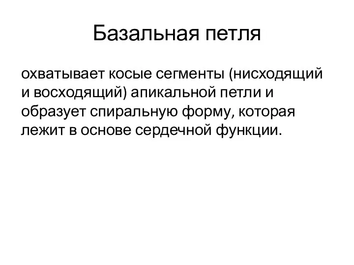 Базальная петля охватывает косые сегменты (нисходящий и восходящий) апикальной петли и