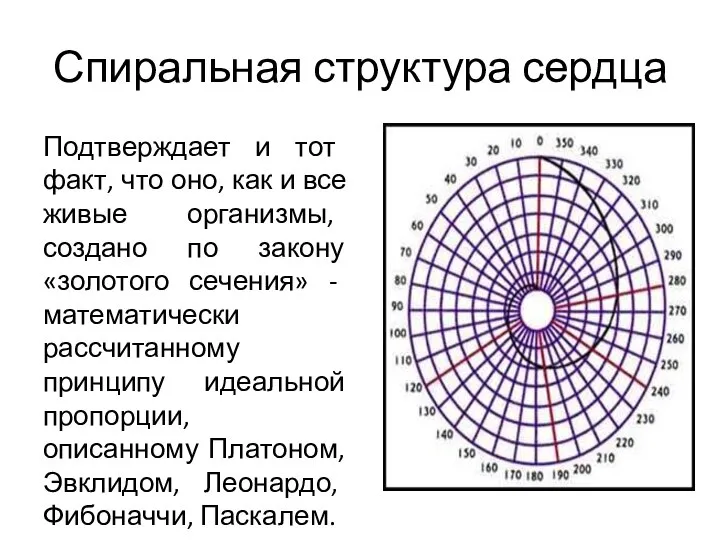 Спиральная структура сердца Подтверждает и тот факт, что оно, как и