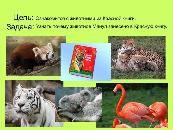 Цель: Ознакомится с животными из Красной книги. Задача: Узнать почему животное Манул занесено в Красную книгу.