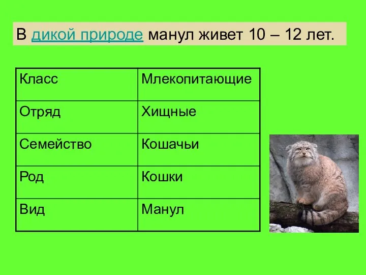 В дикой природе манул живет 10 – 12 лет.