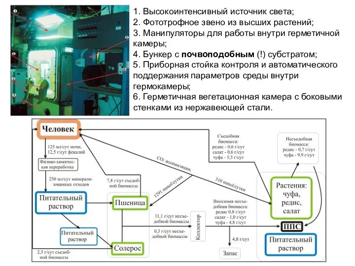 1. Высокоинтенсивный источник света; 2. Фототрофное звено из высших растений; 3.