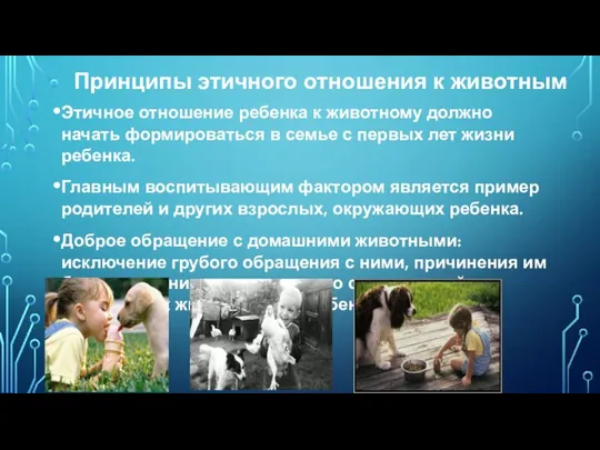 Принципы этичного отношения к животным Этичное отношение ребенка к животному должно
