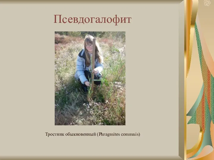 Псевдогалофит Тростник обыкновенный (Phragmites commnis)