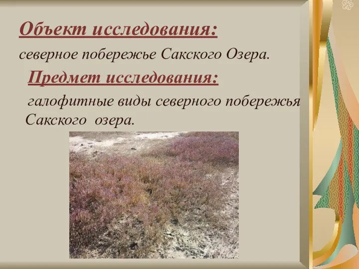 Объект исследования: северное побережье Сакского Озера. Предмет исследования: галофитные виды северного побережья Сакского озера.