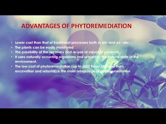 ADVANTAGES OF PHYTOREMEDIATION Lower cost than that of traditional processes both