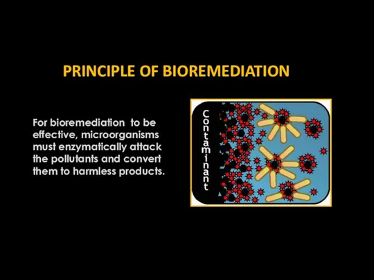 PRINCIPLE OF BIOREMEDIATION For bioremediation to be effective, microorganisms must enzymatically
