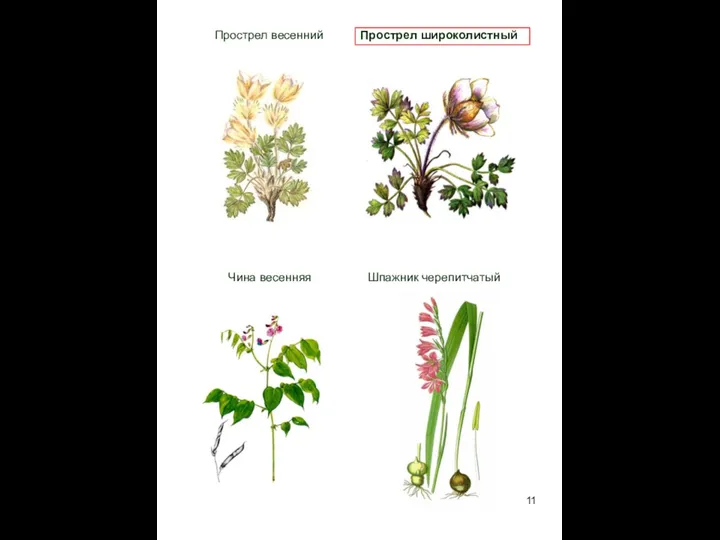 Прострел весенний Прострел широколистный Чина весенняя Шпажник черепитчатый