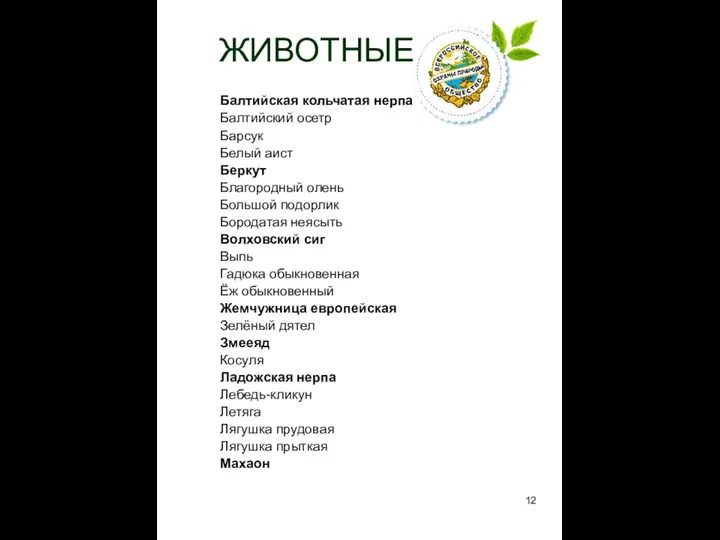 ЖИВОТНЫЕ Балтийская кольчатая нерпа Балтийский осетр Барсук Белый аист Беркут Благородный