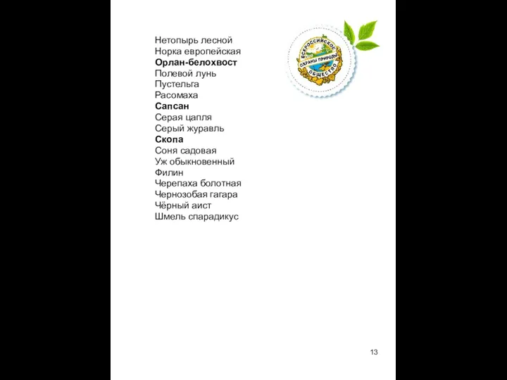 Нетопырь лесной Норка европейская Орлан-белохвост Полевой лунь Пустельга Расомаха Сапсан Серая