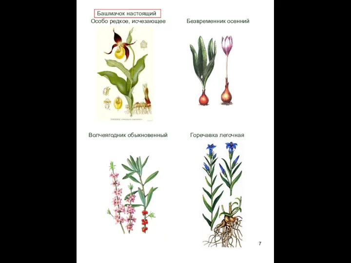 Башмачок настоящий Особо редкое, исчезающее Безвременник осенний растение Волчеягодник обыкновенный Горечавка легочная