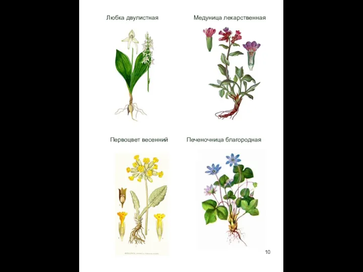 Любка двулистная Медуница лекарственная Первоцвет весенний Печеночница благородная