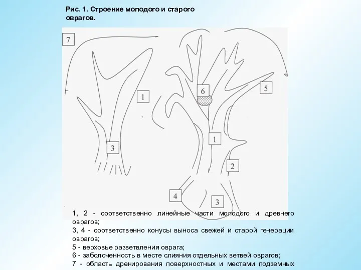 Рис. 1. Строение молодого и старого оврагов. 1, 2 - соответственно