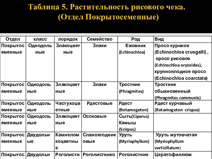 Таблица 5. Растительность рисового чека. (Отдел Покрытосеменные)