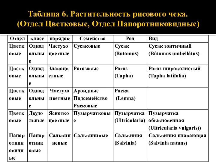 Таблица 6. Растительность рисового чека. (Отдел Цветковые, Отдел Папоротниковидные)