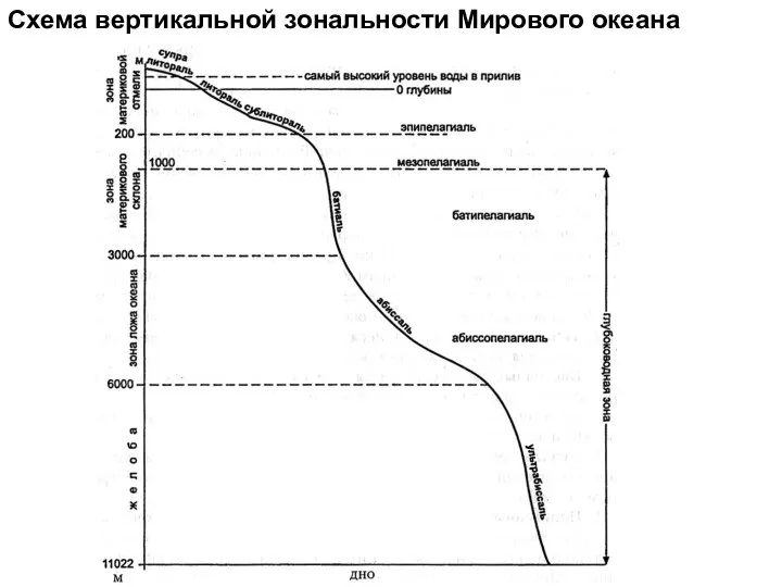 Схема вертикальной зональности Мирового океана