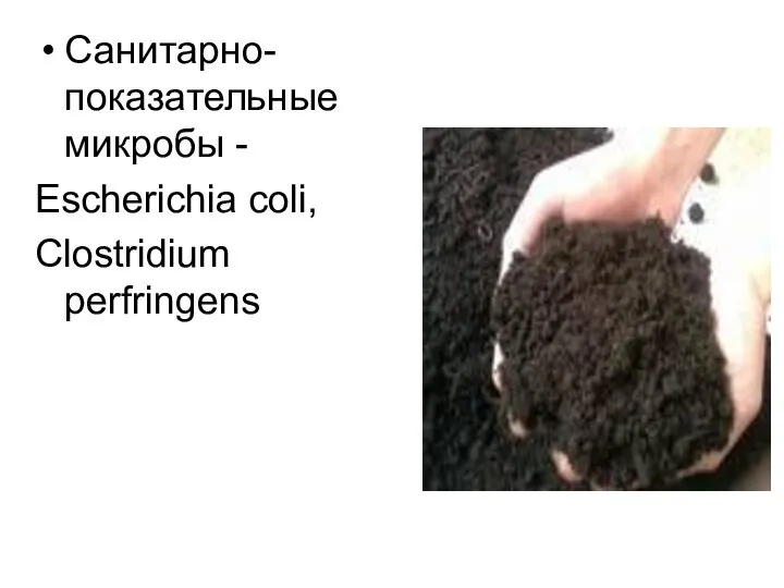 Санитарно-показательные микробы - Escheriсhia coli, Clostridium perfringens