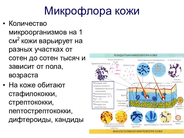 Микрофлора кожи Количество микроорганизмов на 1 см2 кожи варьирует на разных