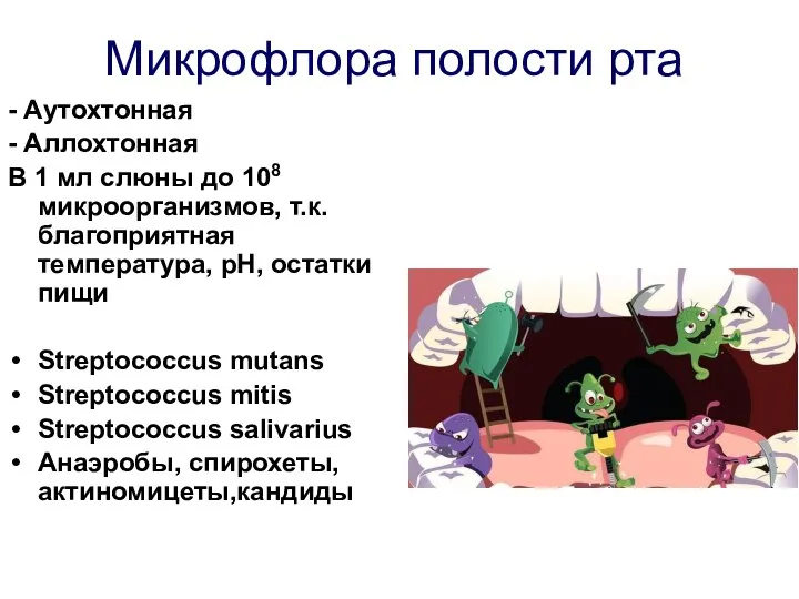 Микрофлора полости рта - Аутохтонная - Аллохтонная В 1 мл слюны