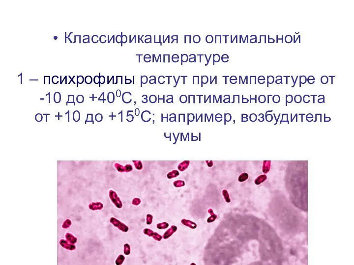 Классификация по оптимальной температуре 1 – психрофилы растут при температуре от