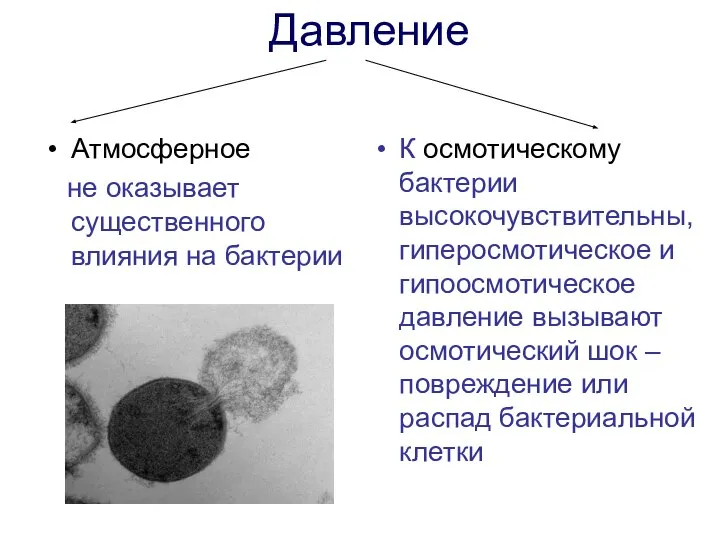 Атмосферное не оказывает существенного влияния на бактерии К осмотическому бактерии высокочувствительны,