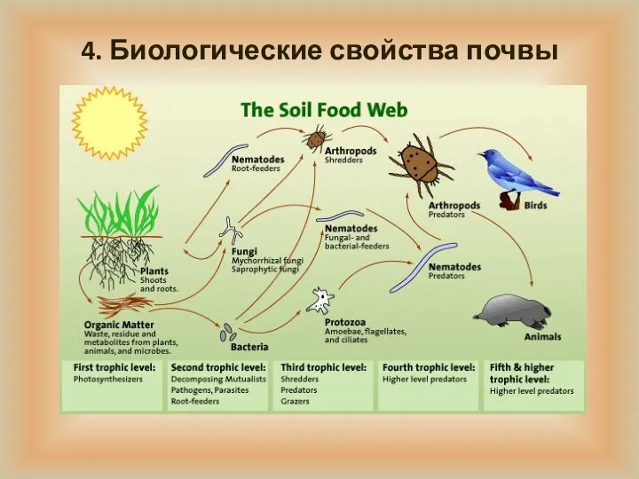 4. Биологические свойства почвы