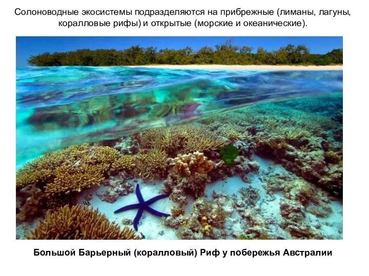 Солоноводные экосистемы подразделяются на прибрежные (лиманы, лагуны, коралловые рифы) и открытые