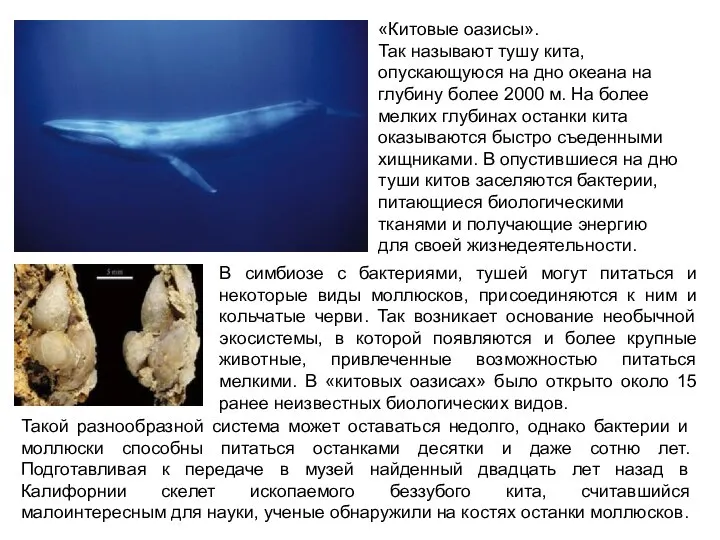 «Китовые оазисы». Так называют тушу кита, опускающуюся на дно океана на