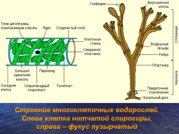 Строение многоклеточных водорослей. Слева клетка нитчатой спирогиры, справа – фукус пузырчатый