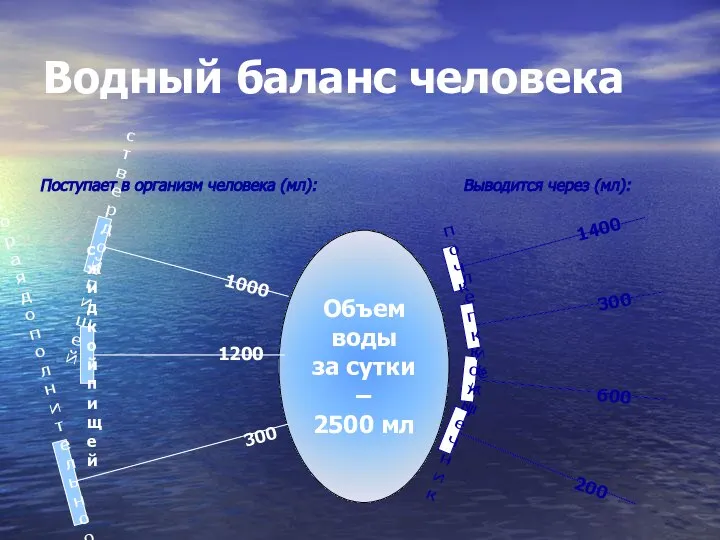 Водный баланс человека Объем воды за сутки – 2500 мл Поступает