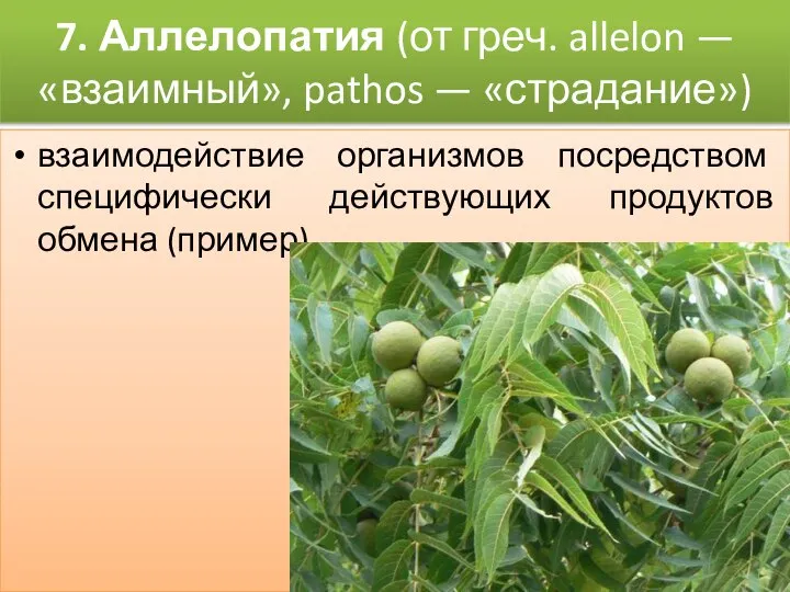 7. Аллелопатия (от греч. allelon — «взаимный», pathos — «страдание») взаимодействие