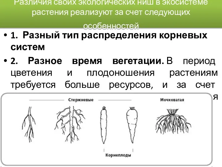 Различия своих экологических ниш в экосистеме растения реализуют за счет следующих