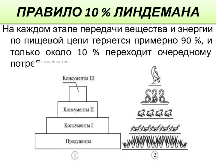 ПРАВИЛО 10 % ЛИНДЕМАНА На каждом этапе передачи вещества и энергии