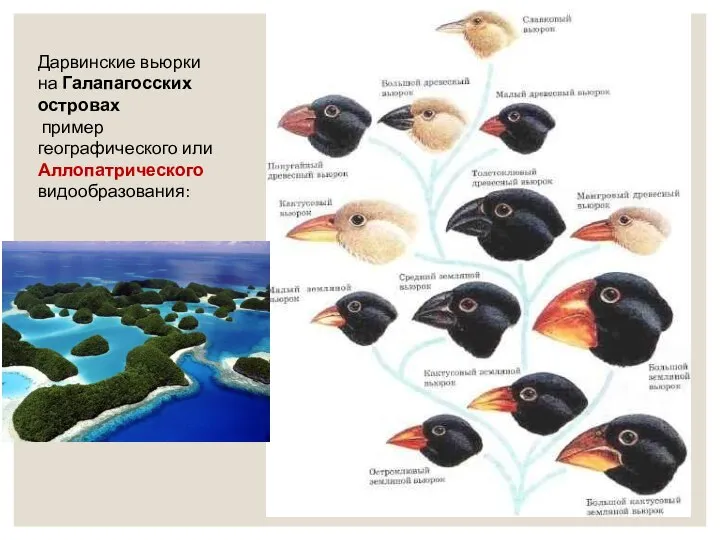 Дарвинские вьюрки на Галапагосских островах пример географического или Аллопатрического видообразования: